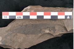 Foto (Detailansicht) von Eucalyptus oceanica Unger (NHMW-GEO-2024-0188-8033)